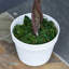 Charleston 90cm Plant-55937757
