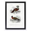 Bird Illustrations PL. 7 by Charles D' Orbigny - Single Picture Frame Painting-55457161-55457158