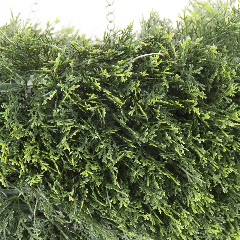 Cedar Plant