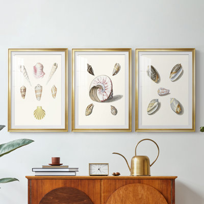 Pastel Knorr Shells I - impression encadrée sur mesure de qualité supérieure - 3 pièces