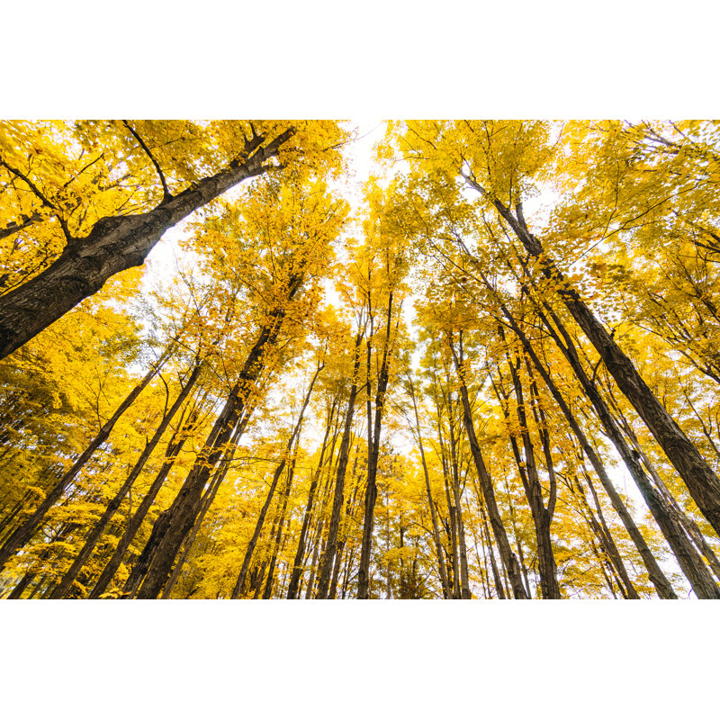 Autumnal Park In New England by Franckreporter - Wrapped Canvas Print, 81cm H x 122cm W x 3.8cm D
