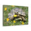 Tortue à la chasse-573735103
