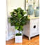 3.5' Fiddle Leaf Fig Tree-636218494