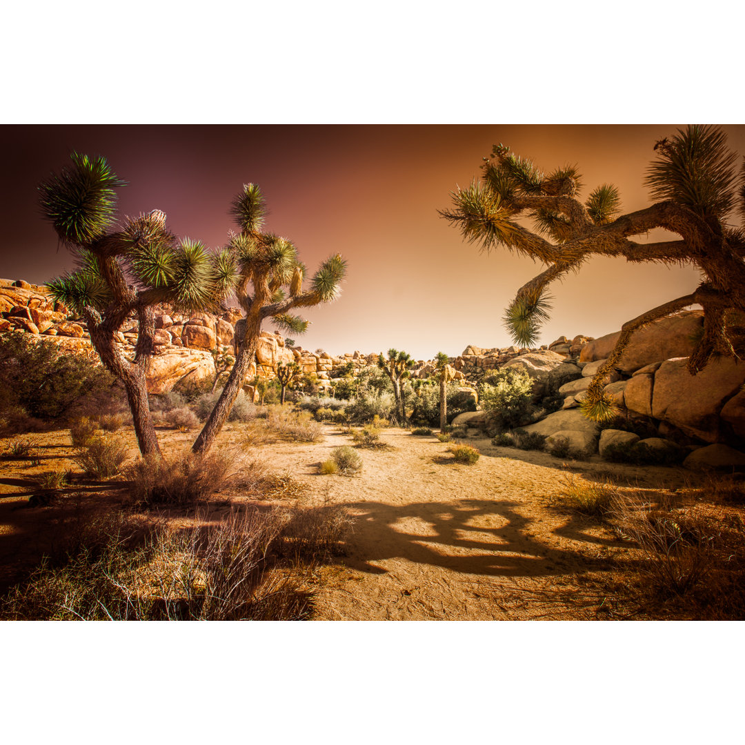 Joshua Tree National Park von Steven_Kriemadis - Kunstdrucke auf Leinwand