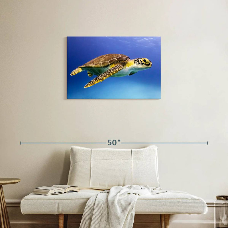Brampt Young Hawksbill Turtle