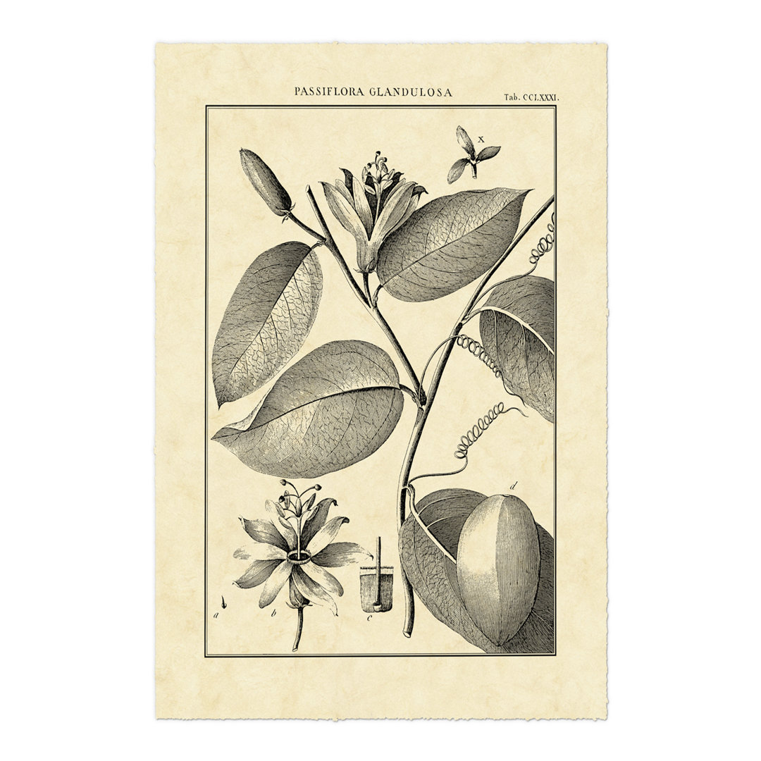 Leinwandbild Vintage Botanical Study III von Sellier