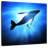 Brampt Diver And Humpback Whale-109358785