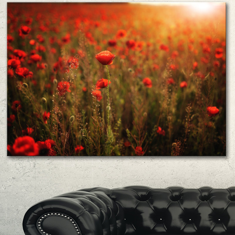 « dense popy » à coucher de soleil», reproduction de photo sur toile tendue, H 12 po x l 20 po
