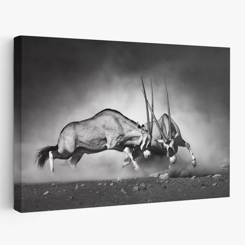 Combat - Photographie, animaux, nature, faune, H 24 po x l 16 po