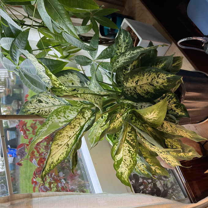 best fertilizer for outdoor philodendron 8L Philodendron Soilless Potting Mix for Houseplants