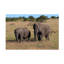 Art sur toile éléphant, Bob Bob Langrish-104135948