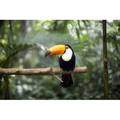 Toucan On The Branch - Wrapped Canvas Print
