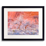 Winter Cottonwood Trees In Redrock Canyon Print by Bruce Heinemann