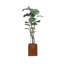 Plante de 80 po