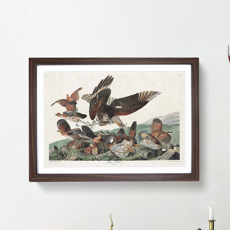 Virginia Partridges by John Audubon - Picture Frame Painting Print, 27cm H x 36cm W x 2cm D, Walnut Framed