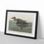 American Scooter Duck by John Audubon - Single Picture Frame Painting-55544859-55544861