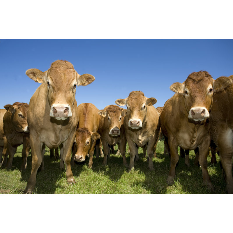 A Large Heard Of Cows Looking At The Camera by Fanch - Wrapped Canvas Print, 30.48cm H x 45.72cm W