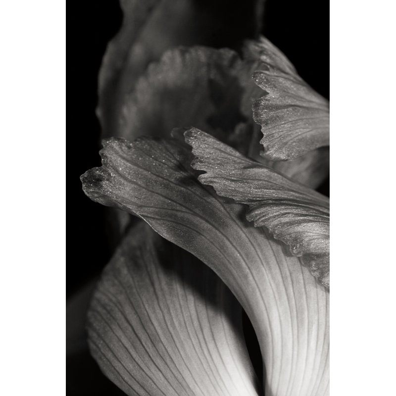Iris abstrait I, H 18 po x l 12 po