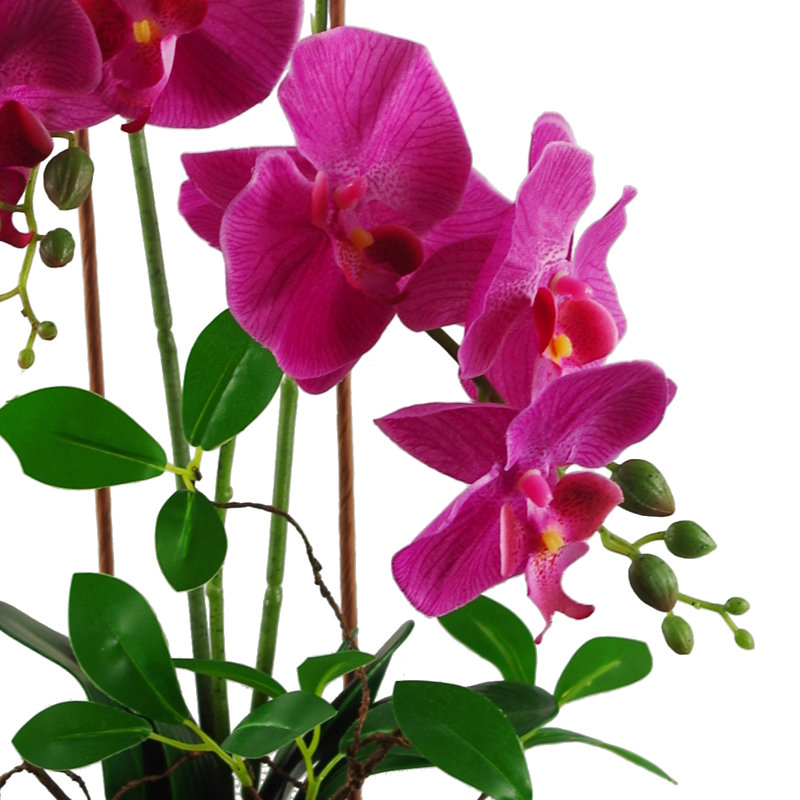 Anneus Arrangement in Planter