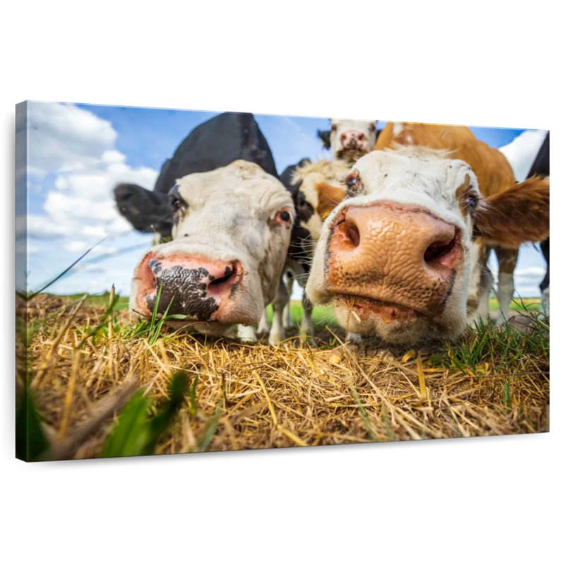 Vaches curieuses Brampt, H 20 po x l 30 po