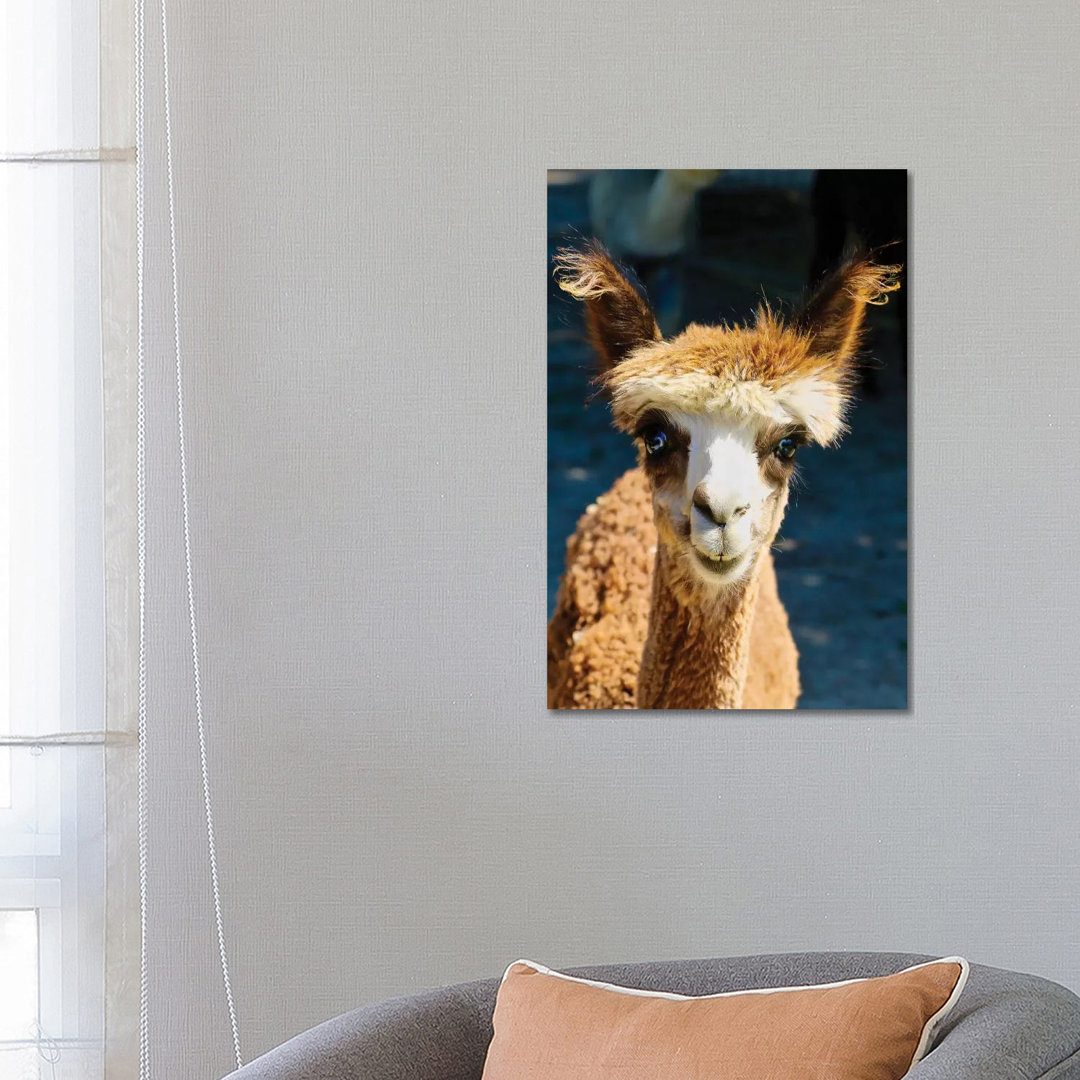 Happy Brown Alpaca von Susan Vizvary - Galerie-verpackte Leinwand Giclée