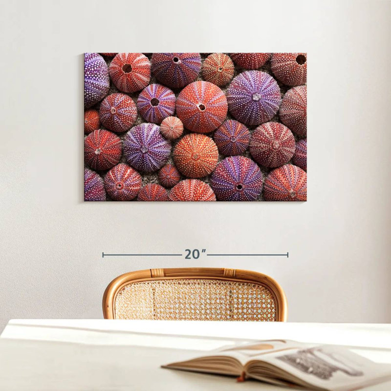 Brampt Empty Sea Urchin Shells, 16'' H x 24'' W