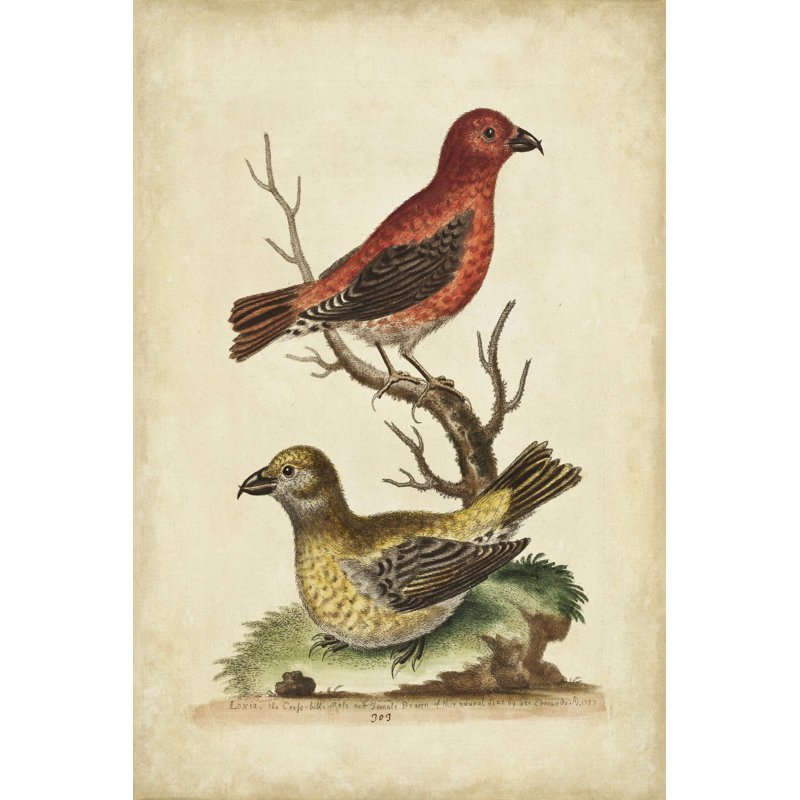 Edwards Cross Bills by George Edwards - Wrapped Canvas Painting, 91cm H x 61cm W x 3.8cm D