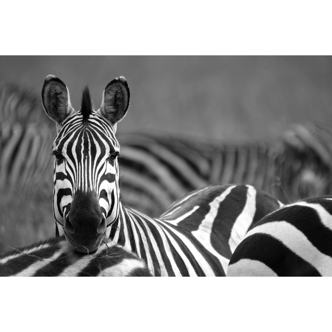 Zebra von WLDavies - Druck