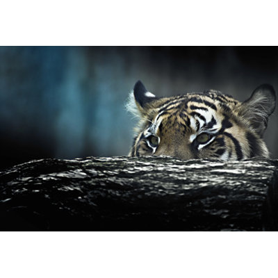 Tiger - Wrapped Canvas Print