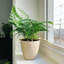 Live Rabbit's Foot Fern Plant
