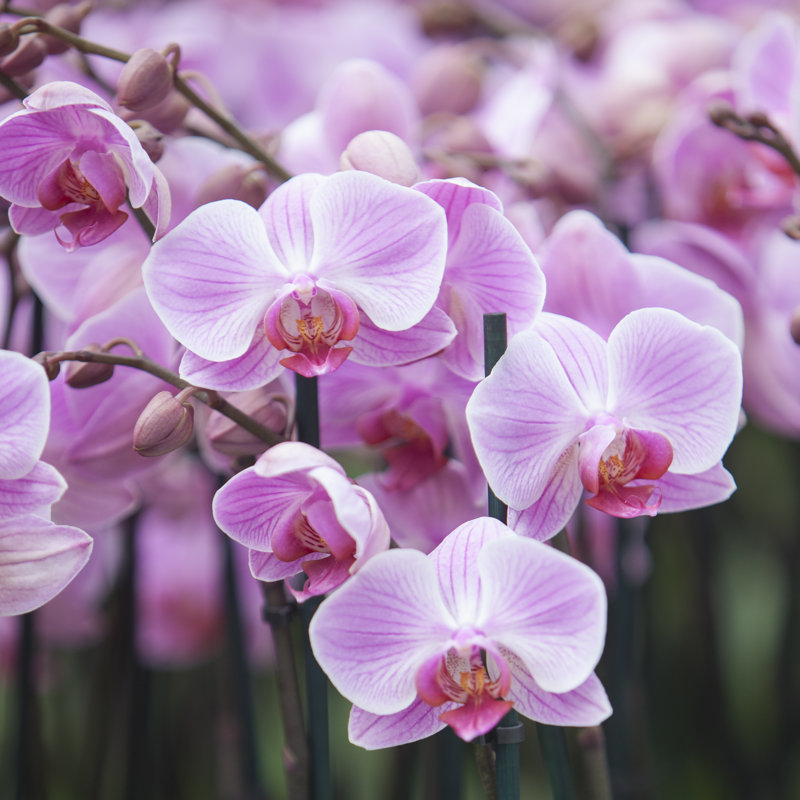 Pink Orchids In Holland - Wrapped Canvas Print, 30cm H x 30cm W x 3.8cm D