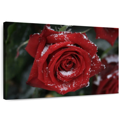 Harnek Winter Red Rose