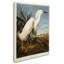 John Audubon - Cadre photo, reproduction d'art sur toile-567275629-567275628