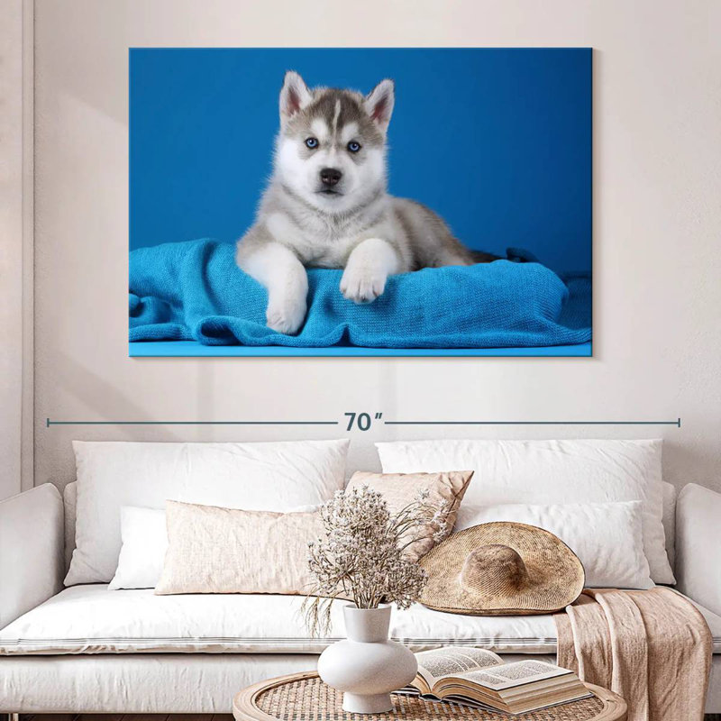Chiot Husky aux yeux bleus, H 34 po x l 51 po