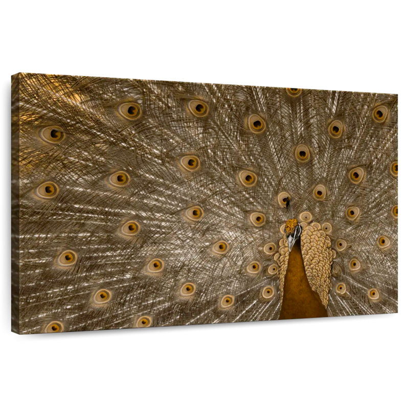 Brampt Peacock Feather In Full Display, 34" H x 51" W