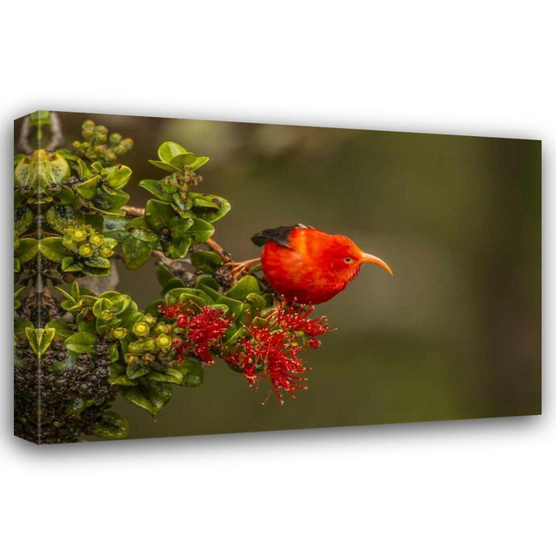 Illg, Cathy and Gordon, reproduction d'art sur toile tendue: Hawaï, forêt de Hakalau, oiseau Iiwi sur un arbre Ohia