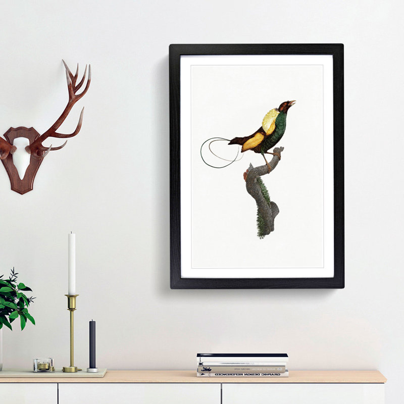 A Magnificent Bird of Paradise by Jacques Barraband - Framed Print, 63cm H x 45cm W x 2cm D, Black Framed