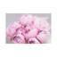 Peonies by Sisi & Seb - Wrapped Canvas Print-1336279983