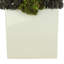 Assorted Sedum in Fiberstone Pot