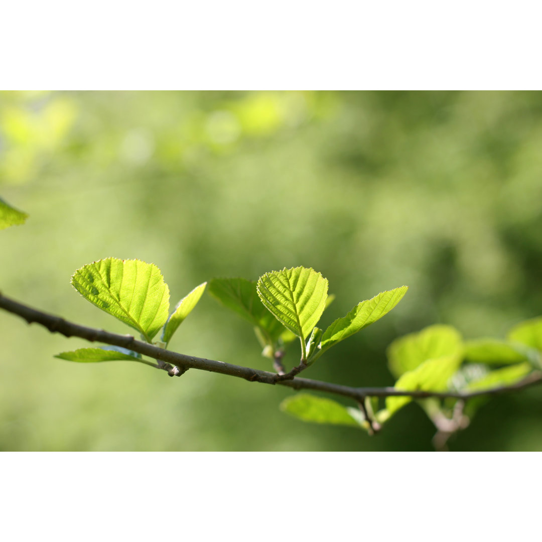 Close Up Of A Branch von HeikeKampe - Leinwandbilder Kunstdrucke