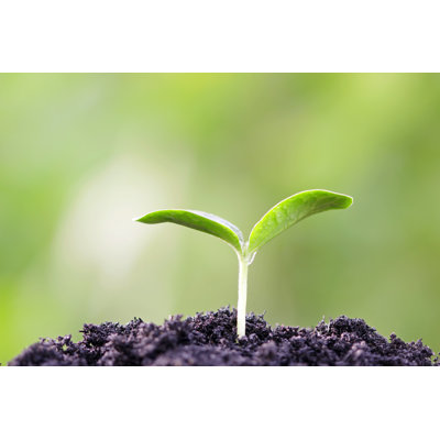 Plante en croissance