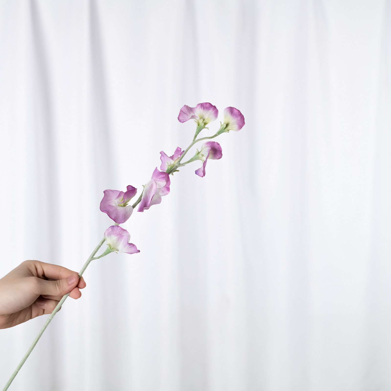 Audet Sweet Pea Stems, Light Purple