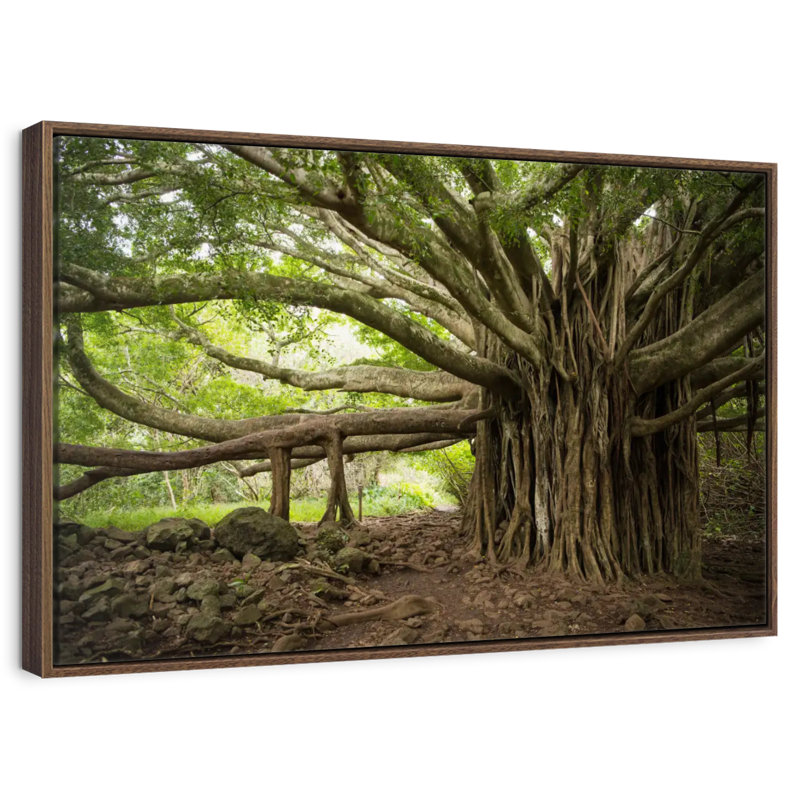 Banyan Tree, Cadre flottant noyer, 40 po x 27 po