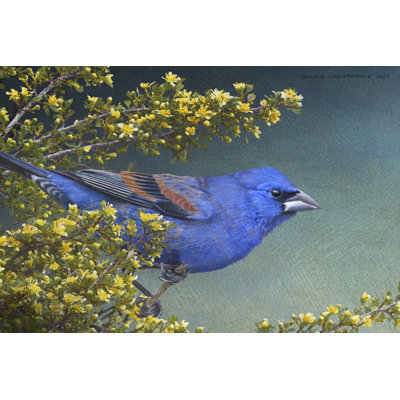 " Blue Grosbeak " by Chris Vest