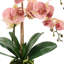 Orchid Floral Arranged In A Glass With Moss And Rocks
