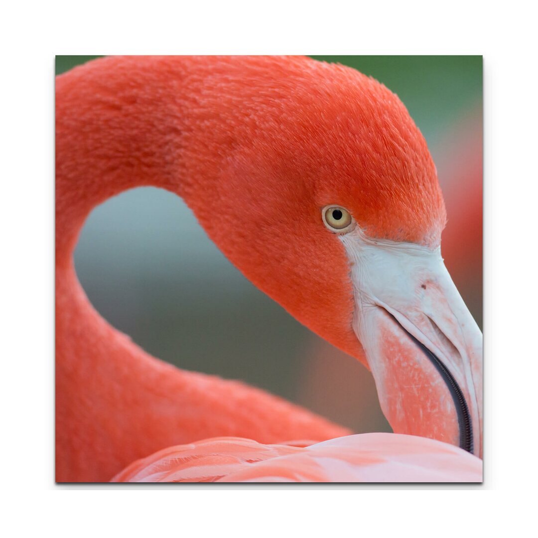 Leinwandbild Flamingo – Nahaufnahme