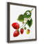 Strawberry Study II, reproduction d’art encadrée-243089450-243089460-239213638
