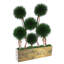 Bonsai Topiary in Wood Planter