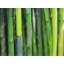 Bamboo Plant Print On Canvas
