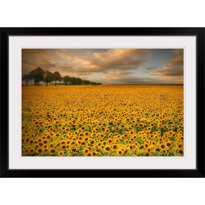 Straub " Sunflowers " Print
